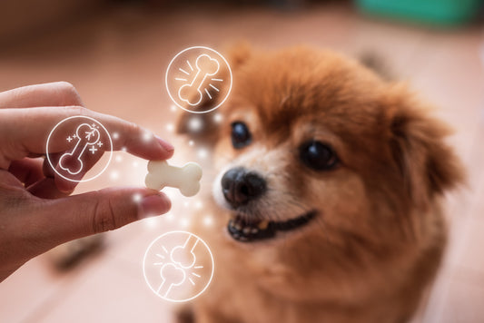 Prevenção para os pets