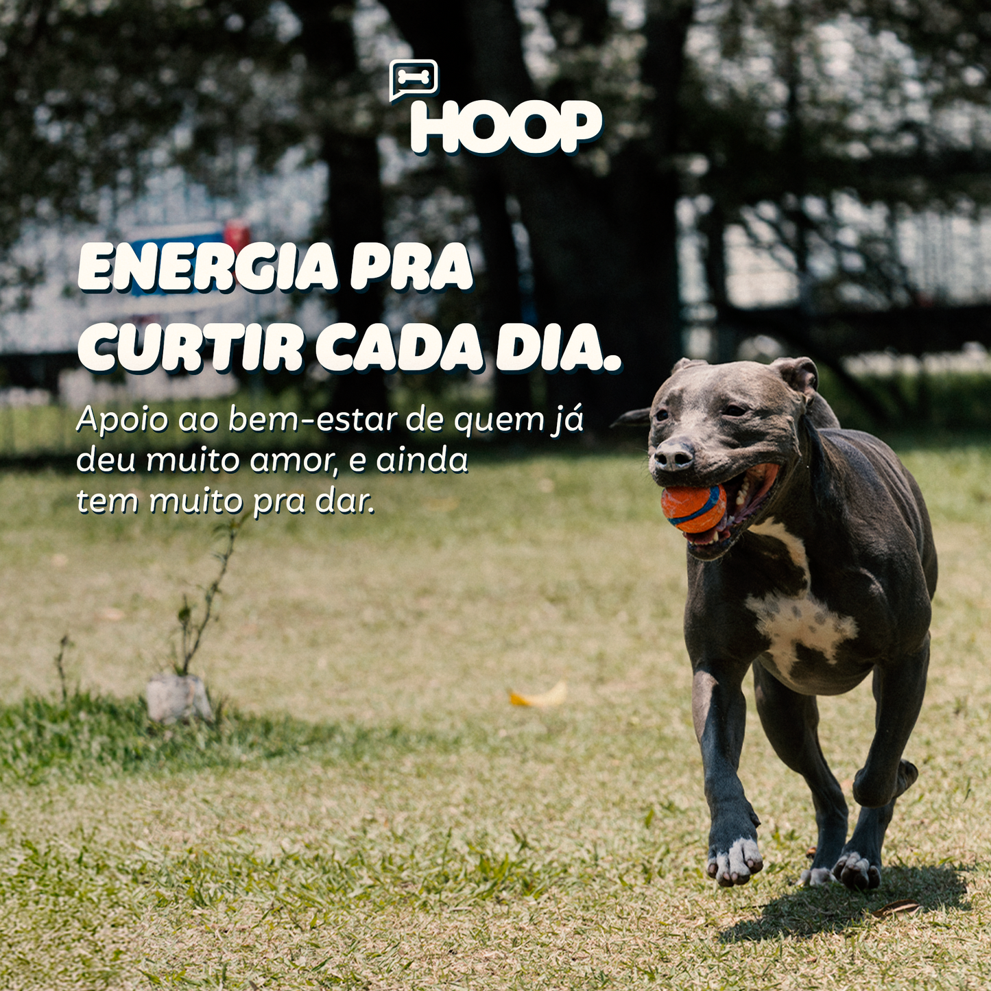 Sênior - Suplemento Canino